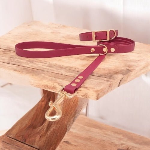 Offre Collier + Laisse 1.5m - Gentle Dog